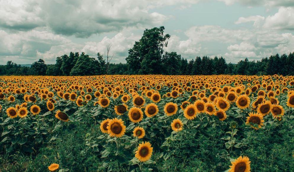 solar sunflowers las vegas 