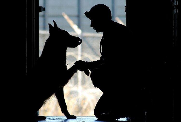 Soldier and Dog shaking hands